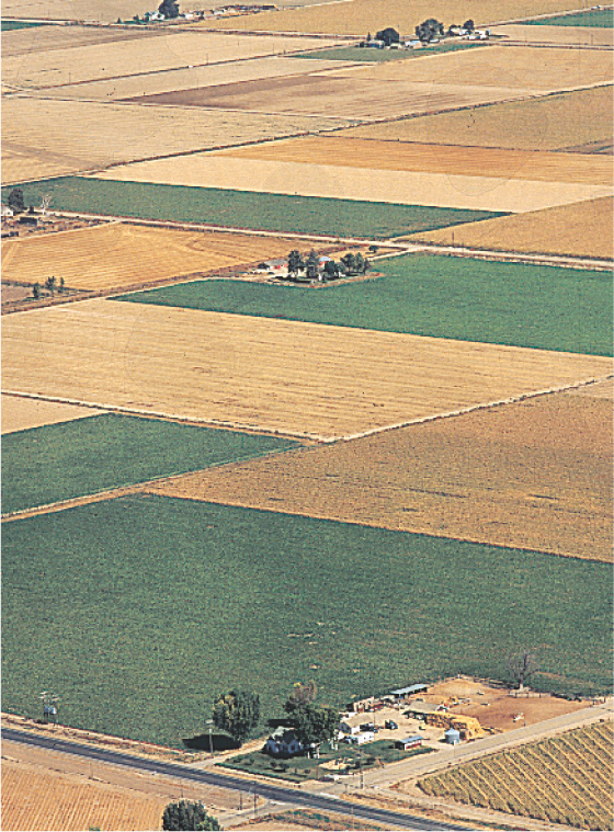 A photo: farmland divided
into rectangles.