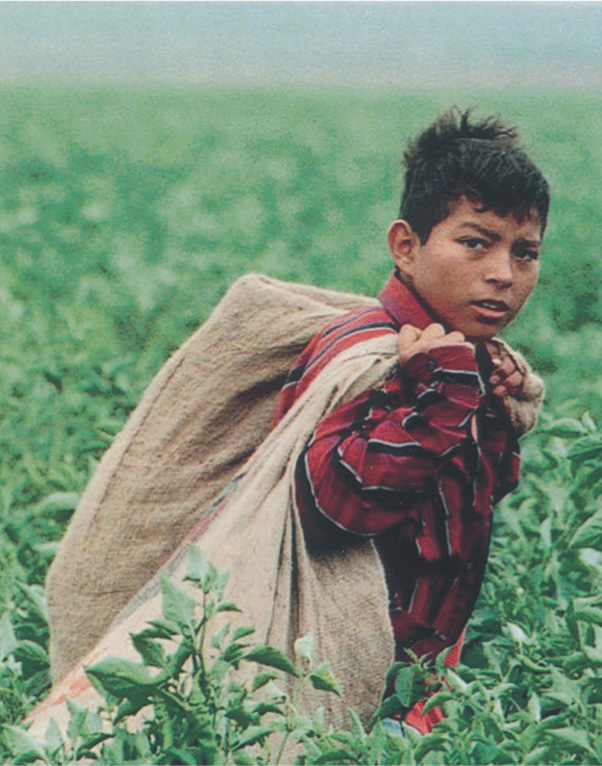 A photo: a boy stands in a
field of waist-high green plants, carrying burlap sacks over his shoulders.