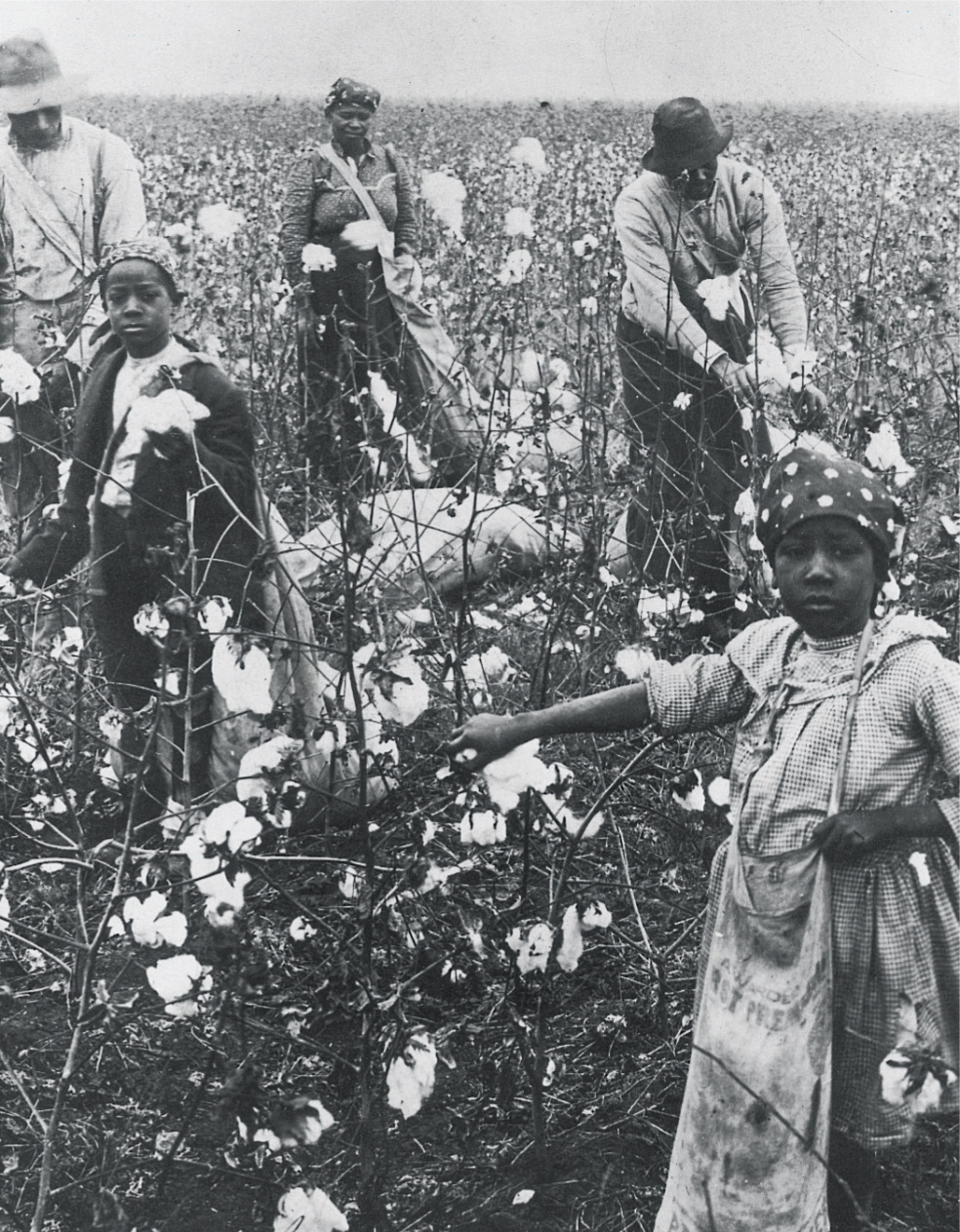 A photo shows African-Americans picking cotton.