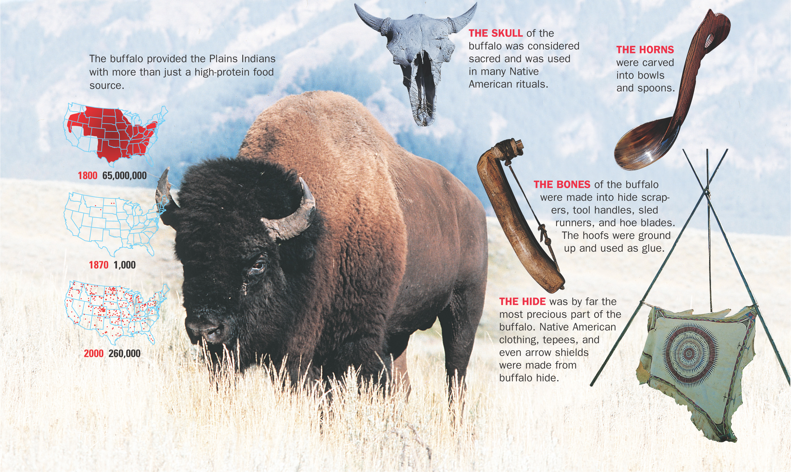 A photo of a buffalo. Three maps show the buffalo population shrinking from 65 million in 1800 and living in most of the country; to 1,000 in 1870 and living in three western states; to 260,000 in 2000 and living in areas dotting the country.