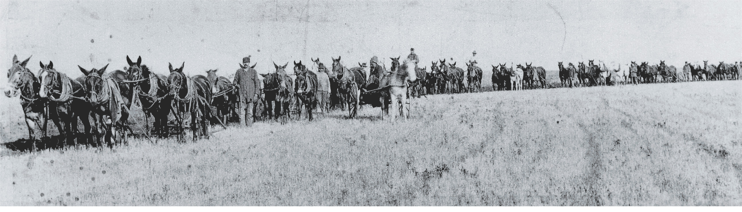 A photo: dozens of horse-teams in harnesses form a line in a field.