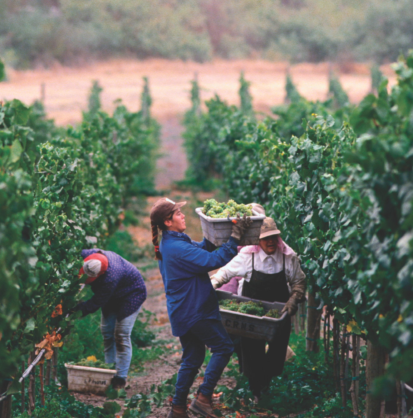 Photo: farm workers pick crops in a field.