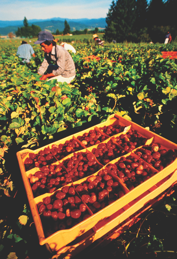 Photo: workers pick strawberries.