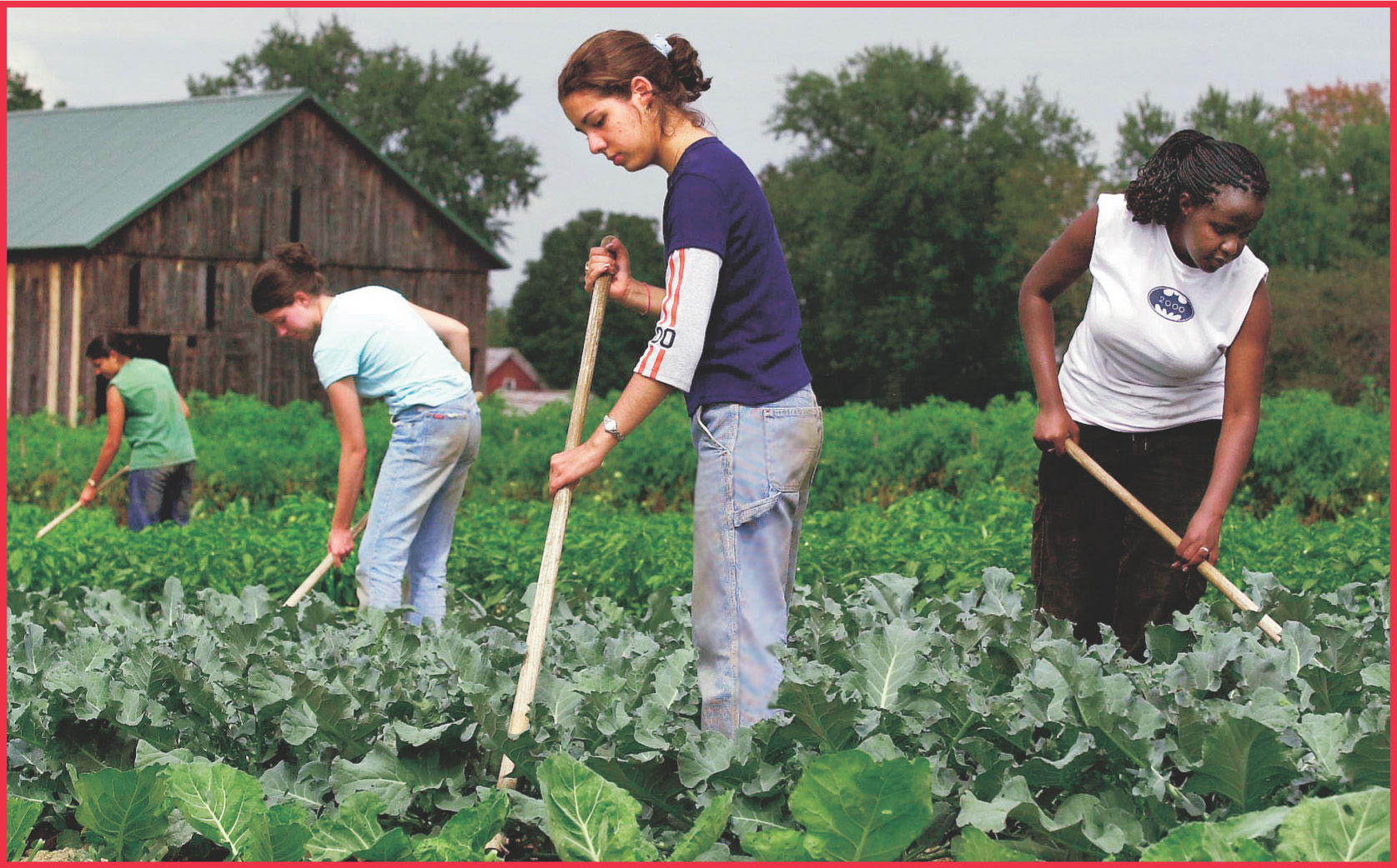 photo: students tend to crops in a field.