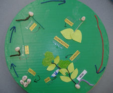 A lazy susan with tactile models representing stages of the life cycle of a plant.