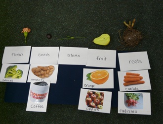 Supermarket botany game using cards with photos and real plants and food items.
