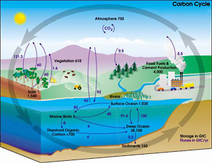 diagram of the carbon cycle