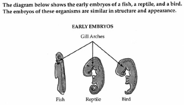 diagram of embryos