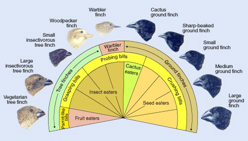 diagram compares finches' beaks and food