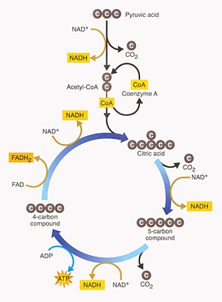 Diagram of Krebs Cycle