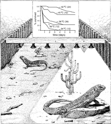 diagram of the lizard experiment